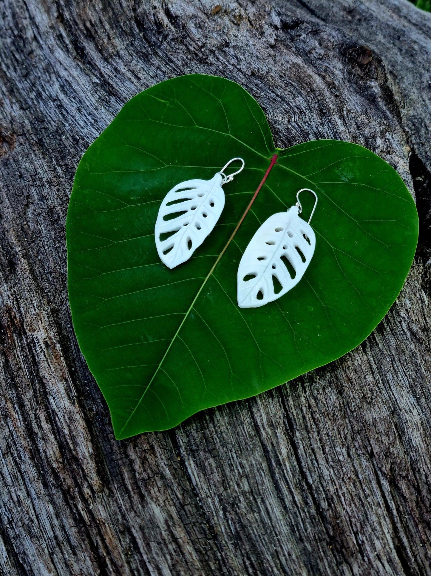 Leaf Earrings - Monstera Adansonii
